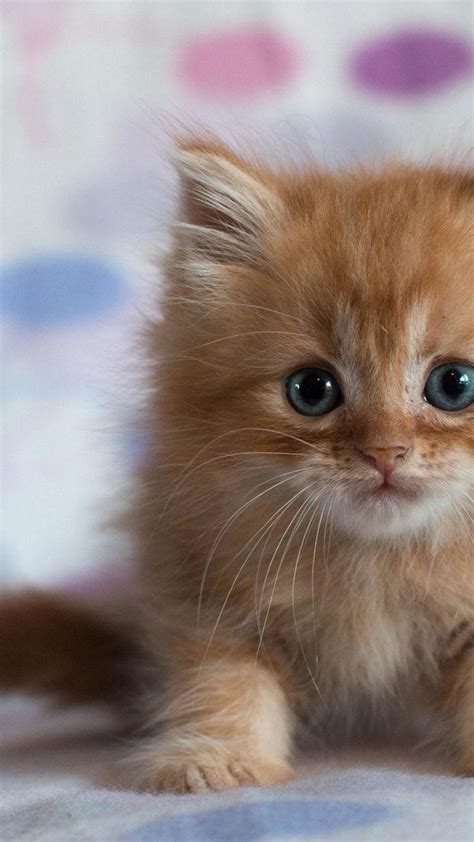 adorable cat pictures.